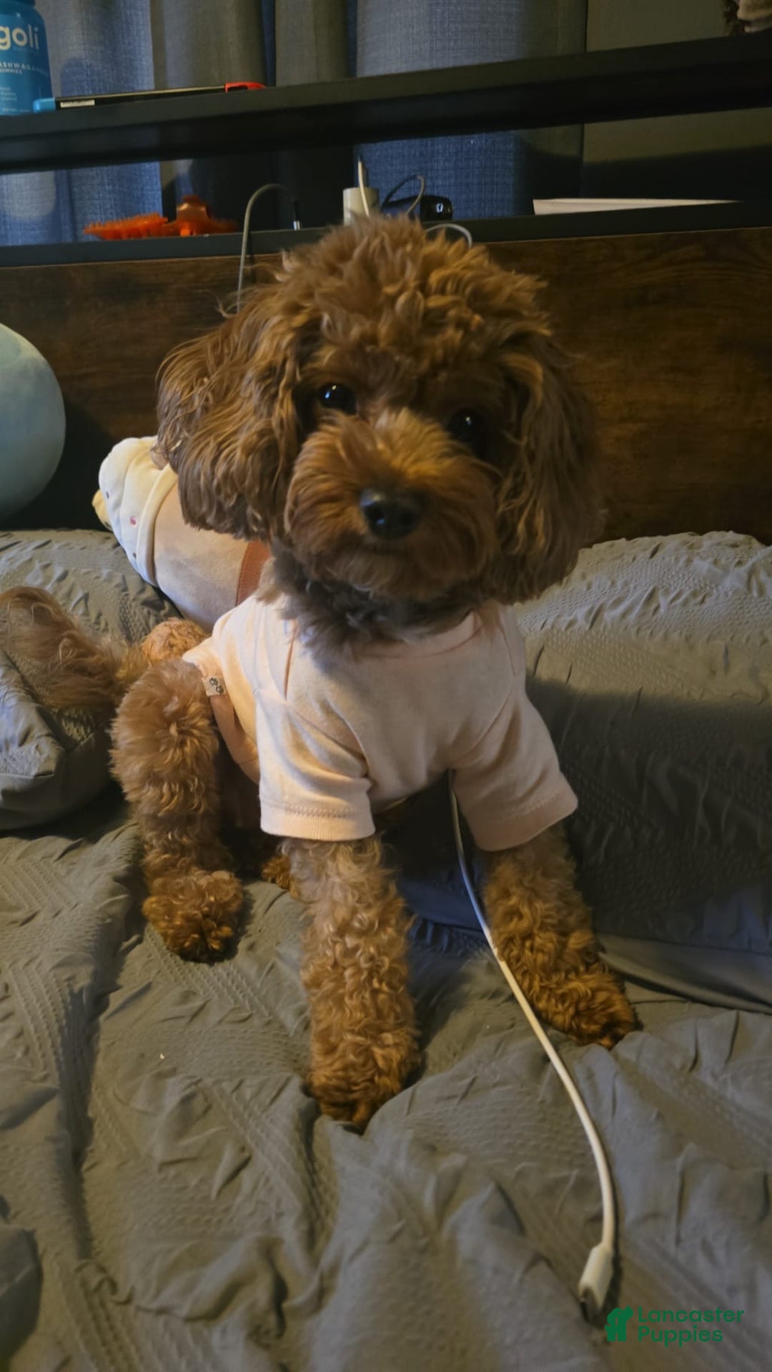 Cavapoo dogs for sale: Cavapoo Puppy 1 - Ad 4