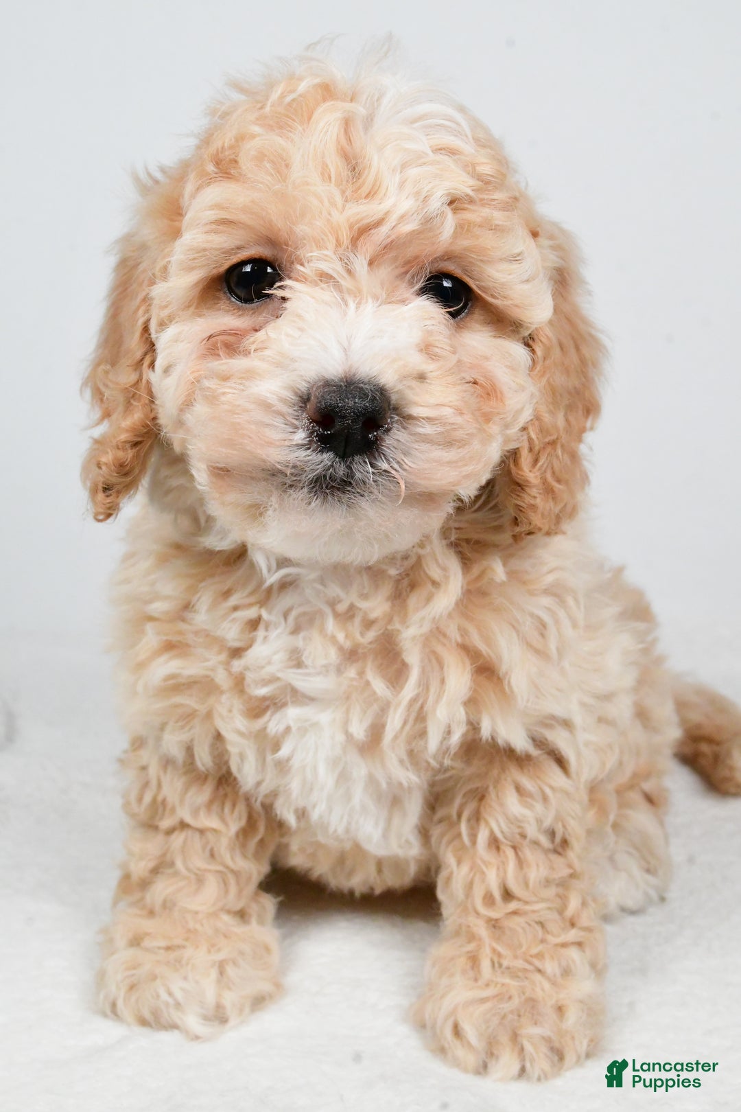 Bichpoo dogs for sale: Gracie - Ad 5