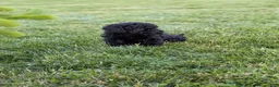 Miniature Poodle dogs for sale: Miniature Poodle Puppy 4 - Ad 6