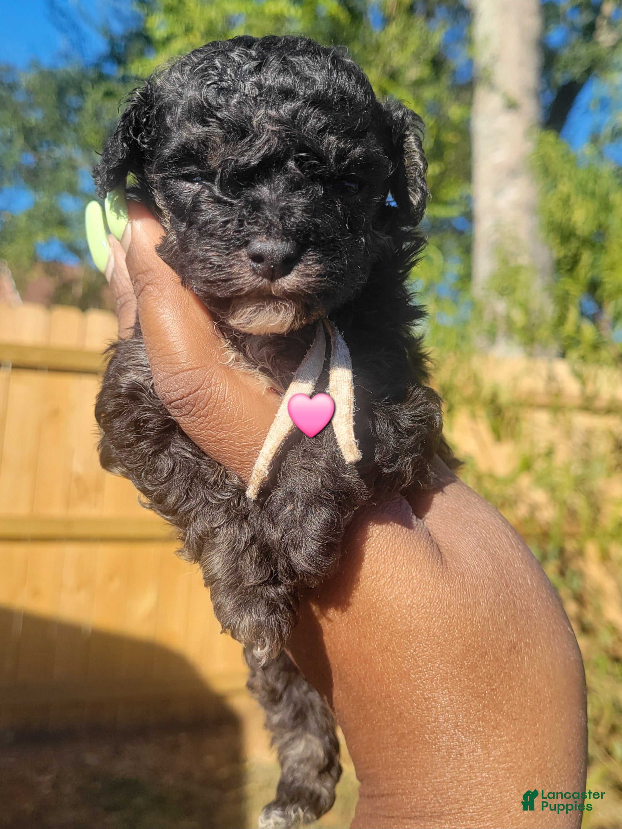Toy Poodle dogs for sale: Toy Poodle 1 - Ad 2