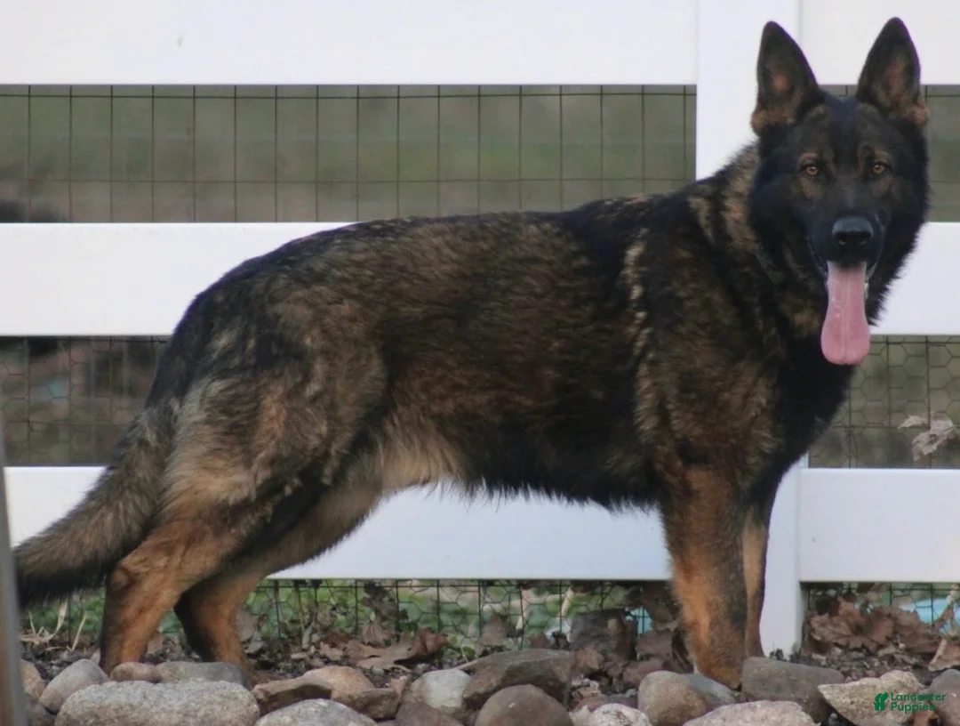 German Shepherd dogs for sale: Poppy - Ad 5