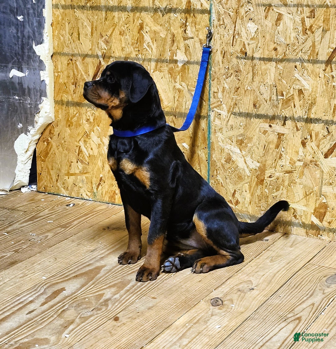 Rottweiler dogs for sale: Bonnie - Ad 7