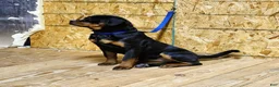 Rottweiler dogs for sale: Bonnie - Ad 7