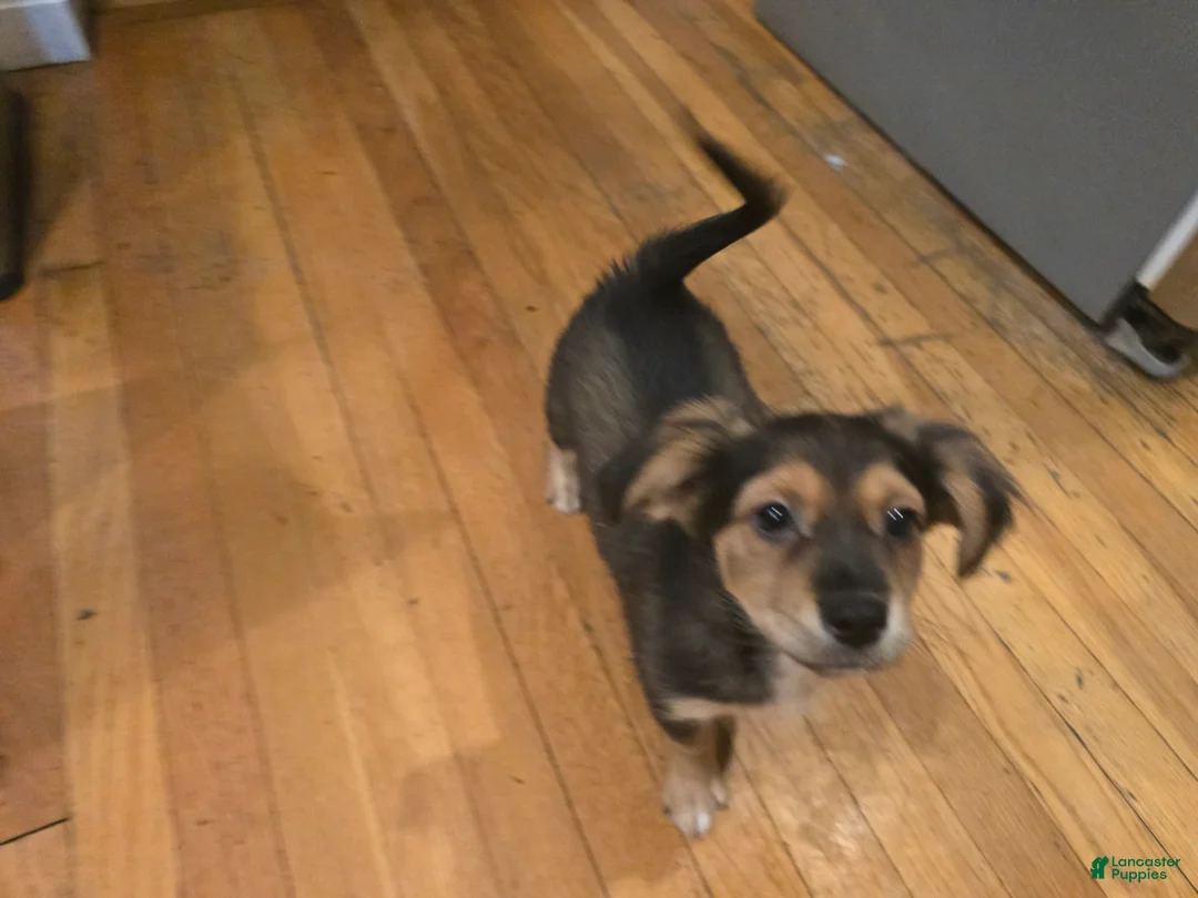 Mixed Breed dogs for sale: Mixed Breed Puppy 1 - Ad 2