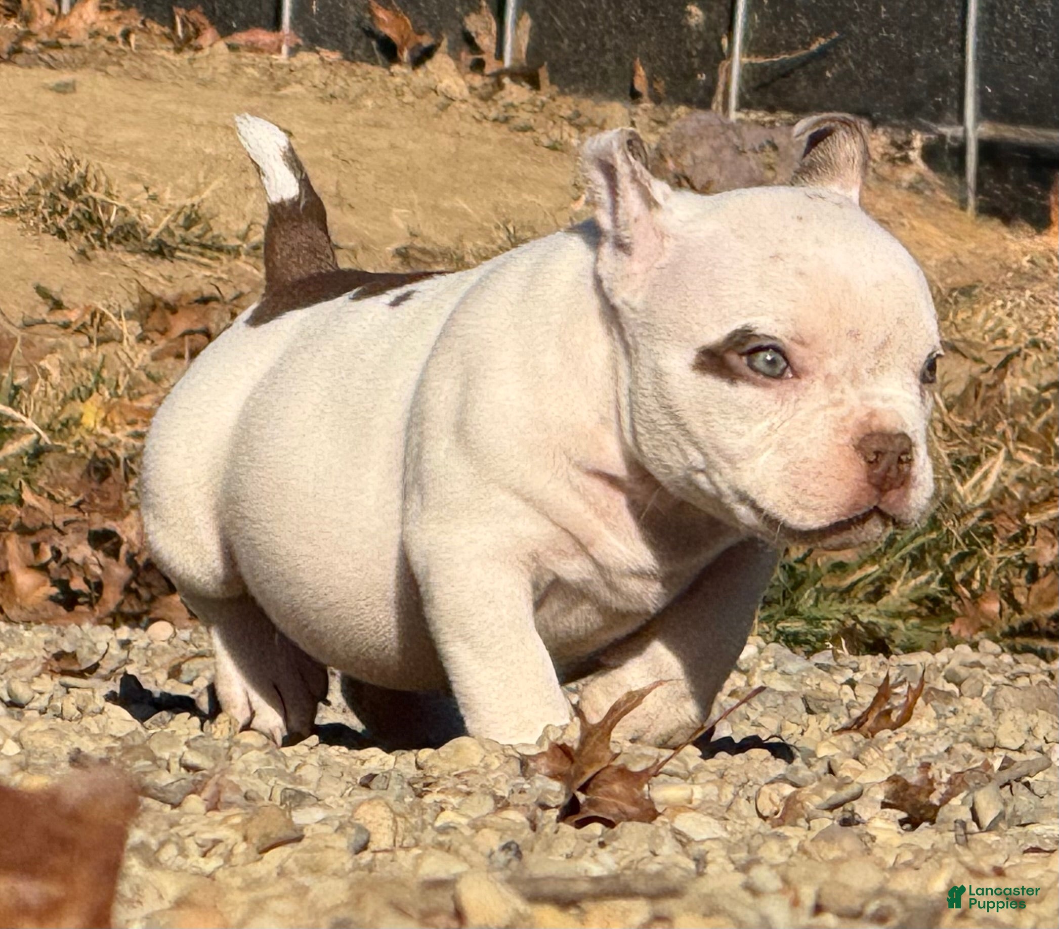 American Bully dogs American Bully 5 - Ad 1