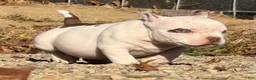 American Bully dogs for sale: American Bully 5 - Ad 1