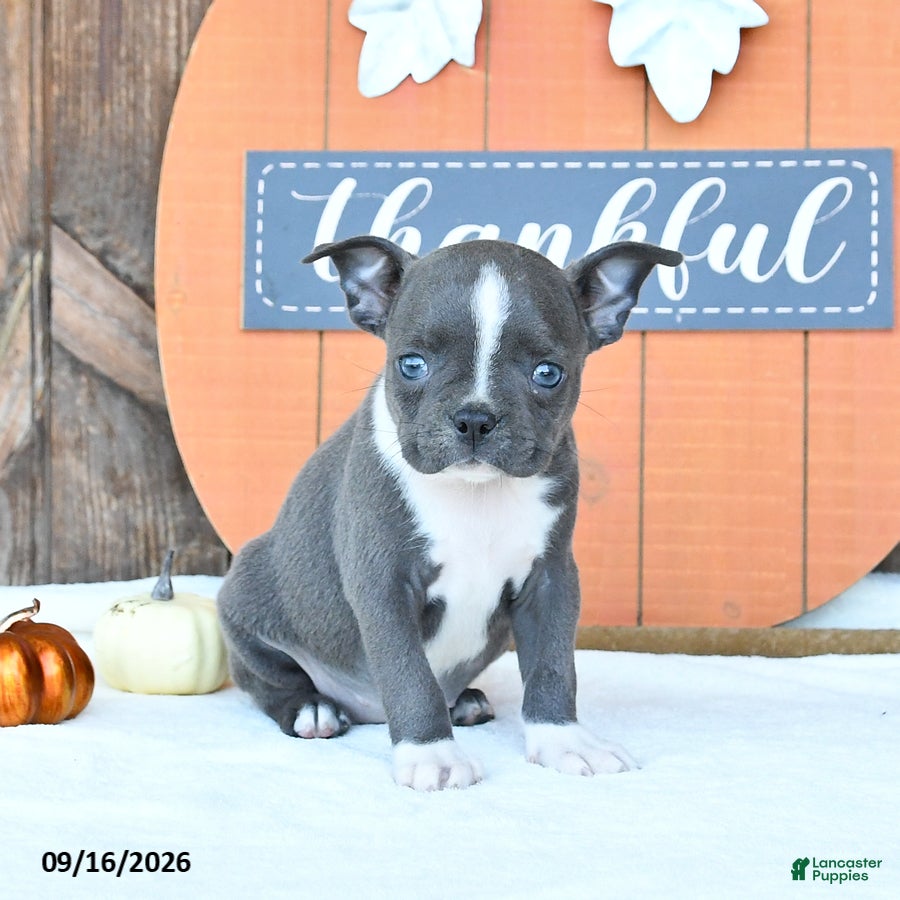 Boston Terrier dogs Amber - Ad 2