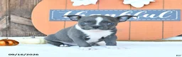 Boston Terrier dogs for sale: Amber - Ad 2
