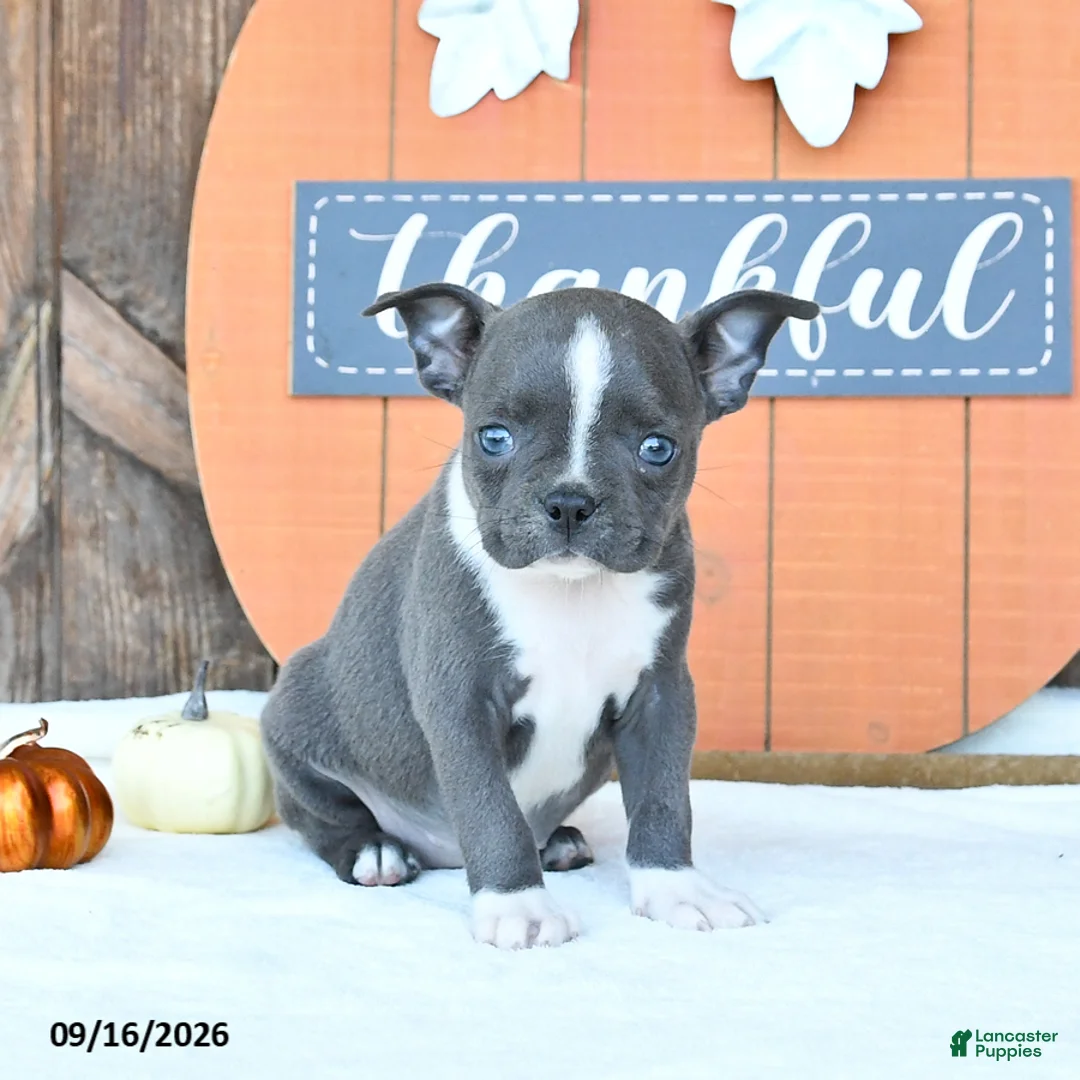 Boston Terrier dogs for sale: Amber - Ad 2