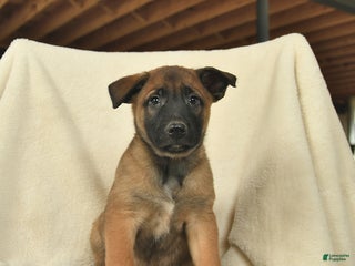 Belgian Malinois dogs - Ad 7