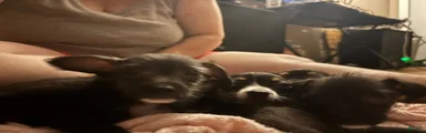 Oreo