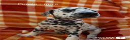 Dalmatian dogs for sale: Purple - Ad 1