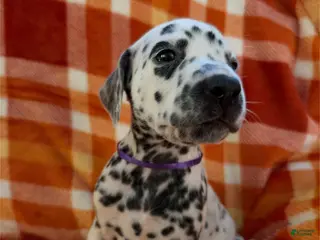 Dalmatian dogs Purple - Ad 36