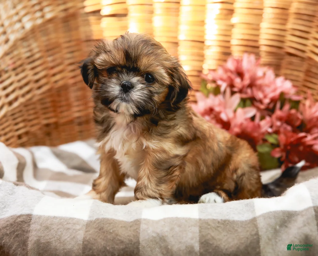 Shih Tzu dogs for sale: Andranella - Ad 1