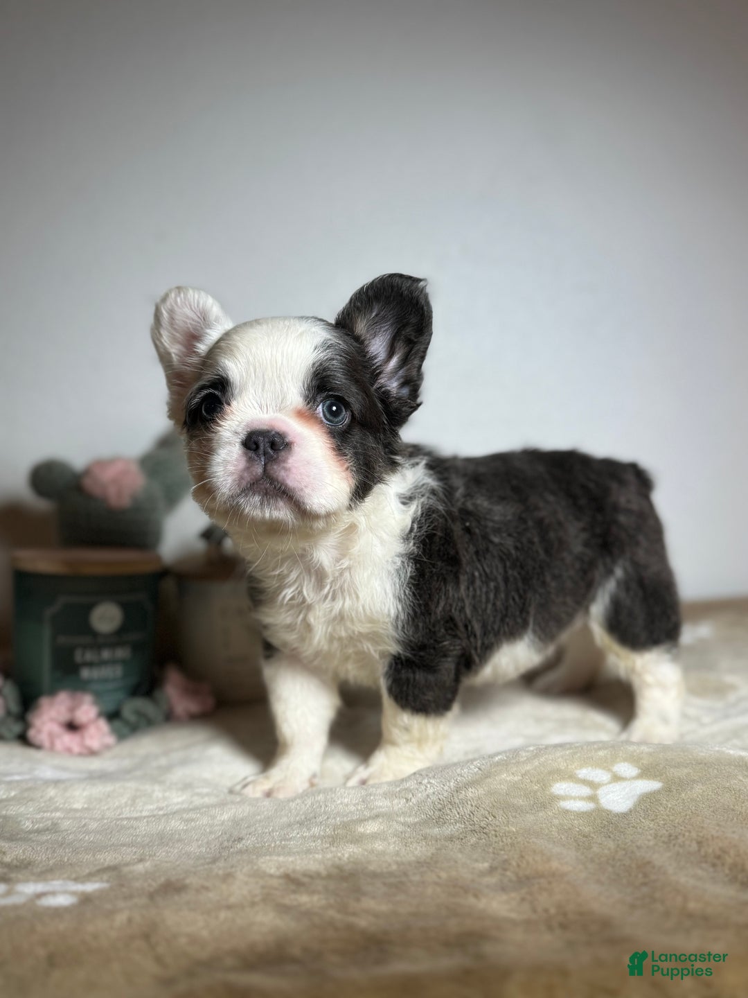 French Bulldog dogs for sale: Mcgregor  - Ad 7