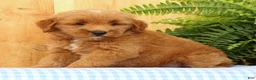 Mini Goldendoodle dogs for sale: Cricket - Ad 5