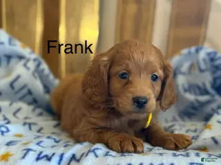 Cavapoo dogs Frank - Ad 42