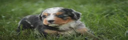 Mini Bernedoodle dogs for sale: Misha Mini Bernedoodle  - Ad 7