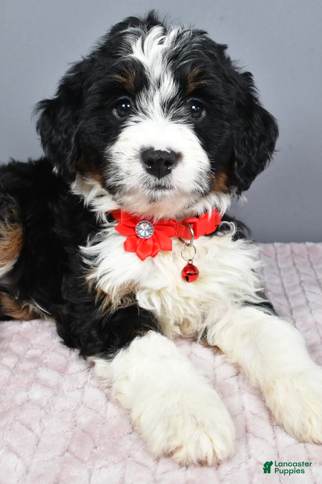 Mini Bernedoodle dogs for sale: Bailey - Ad 2