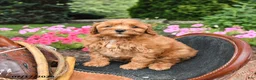 Mini Goldendoodle dogs for sale: Muffin - Ad 1