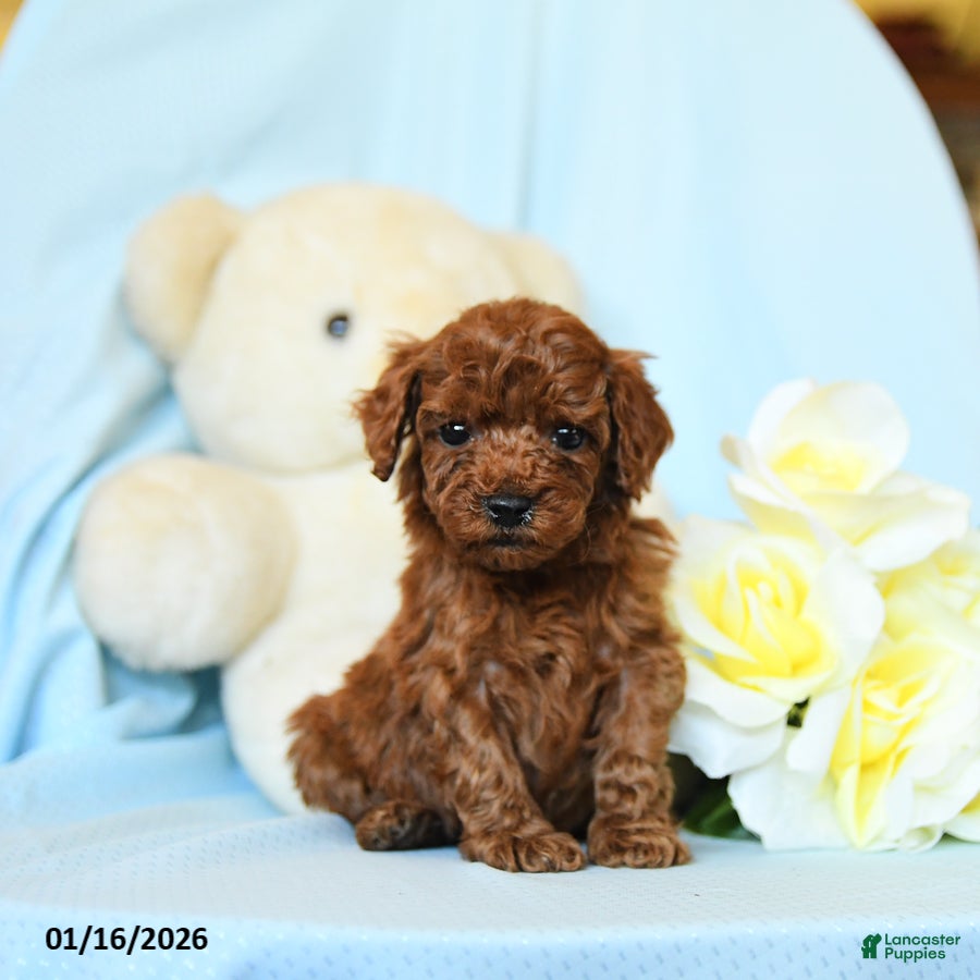 Toy Poodle dogs Wendy - Ad 16