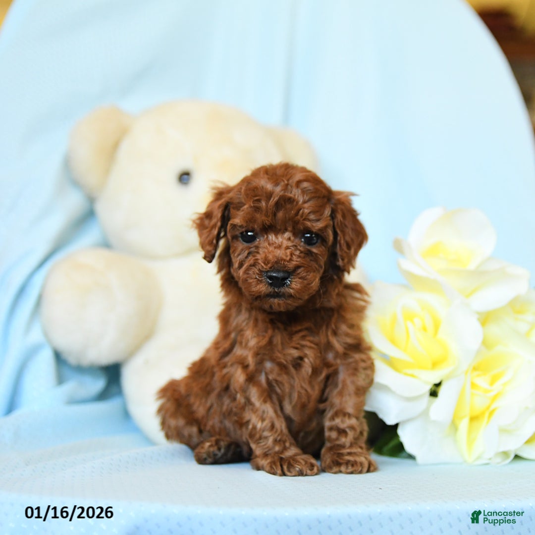 Toy Poodle dogs for sale: Wendy - Ad 1