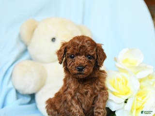 Toy Poodle dogs Wendy - Ad 34