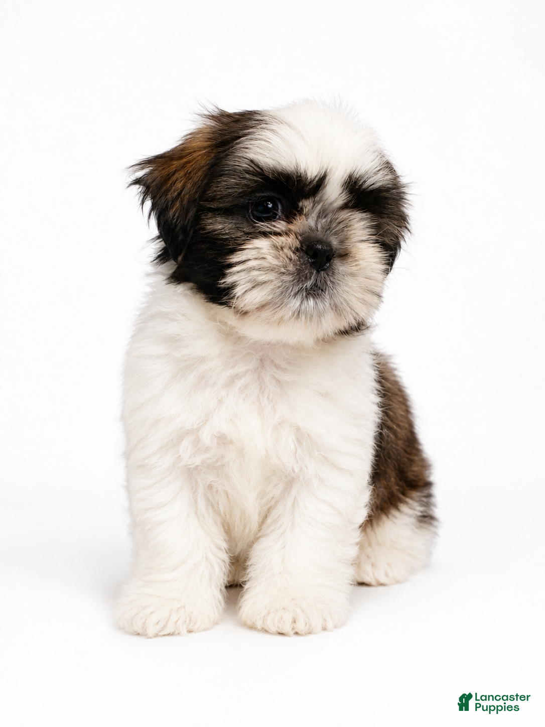 Shih Tzu dogs for sale: Yellow  - Ad 1