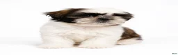Shih Tzu dogs for sale: Yellow  - Ad 1