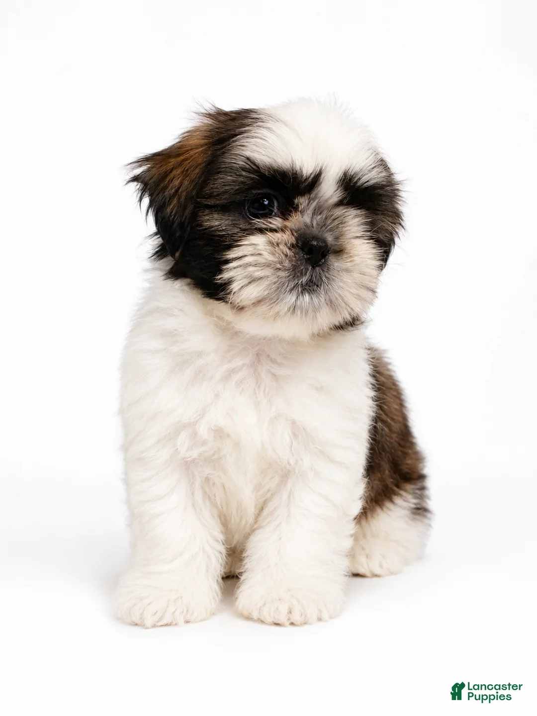 Shih Tzu dogs for sale: Yellow  - Ad 1
