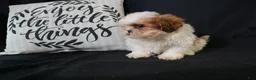Shih Tzu dogs for sale: Buddy - Ad 8