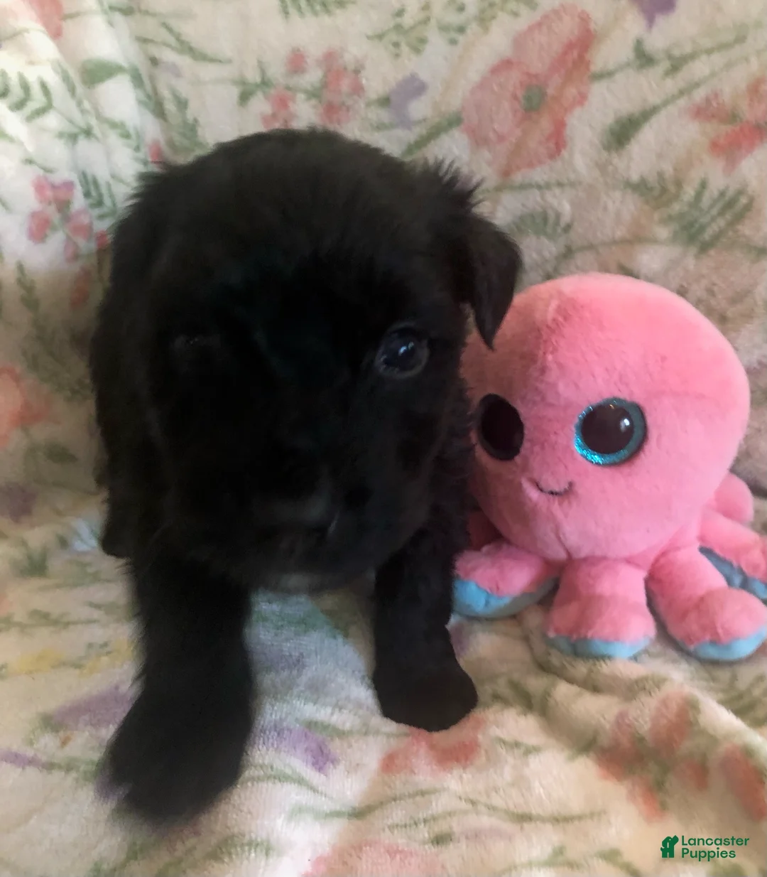 Bouvier Des Flandres dogs for sale: Bouvier Des Flandres Girl - Ad 1