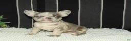 French Bulldog dogs for sale: Twinkle - Ad 8