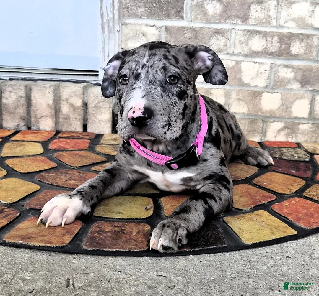 American Bully dogs for sale: "LAUREN HILL" BLUE MERLE TRI - Ad 12