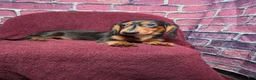 Miniature Dachshund dogs for sale: Max - Ad 4