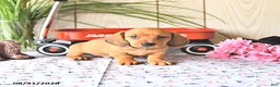 Miniature Dachshund dogs for sale: Oscar - Ad 4