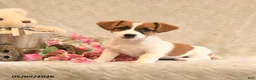 Jack Russell Terrier dogs for sale: Riley - Ad 1
