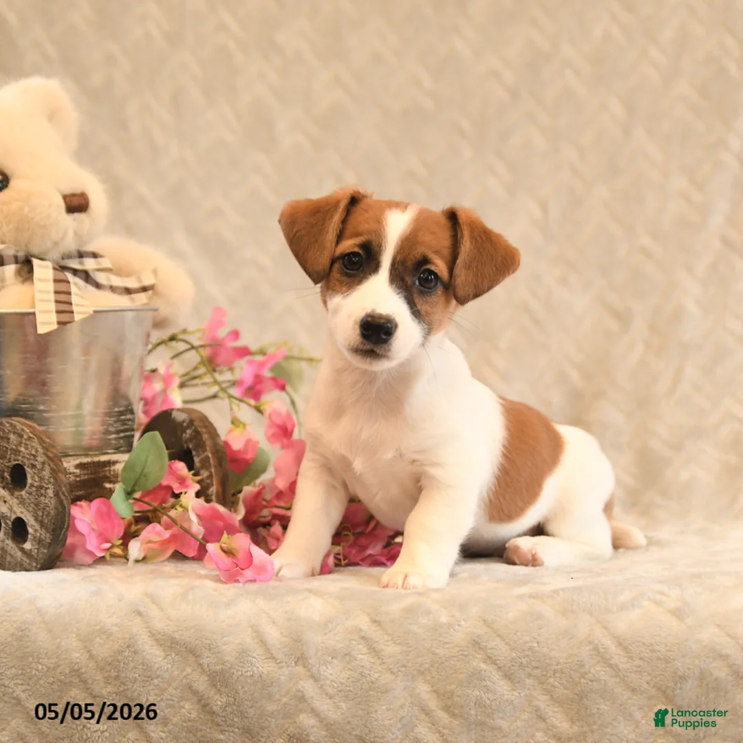 Jack Russell Terrier dogs for sale: Riley - Ad 1