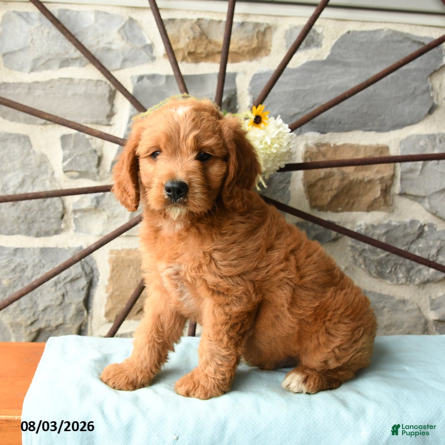 Mixed Breed dogs Lionheart - Ad 1