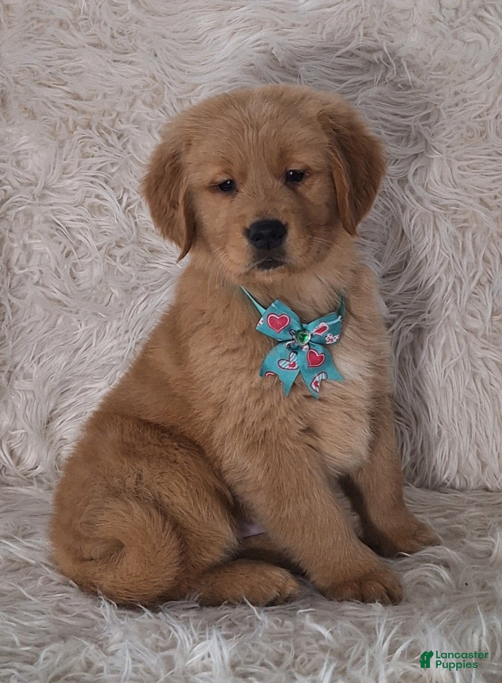 Golden Retriever dogs Diego - Ad 25