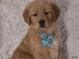 Golden Retriever dogs Diego - Ad 25