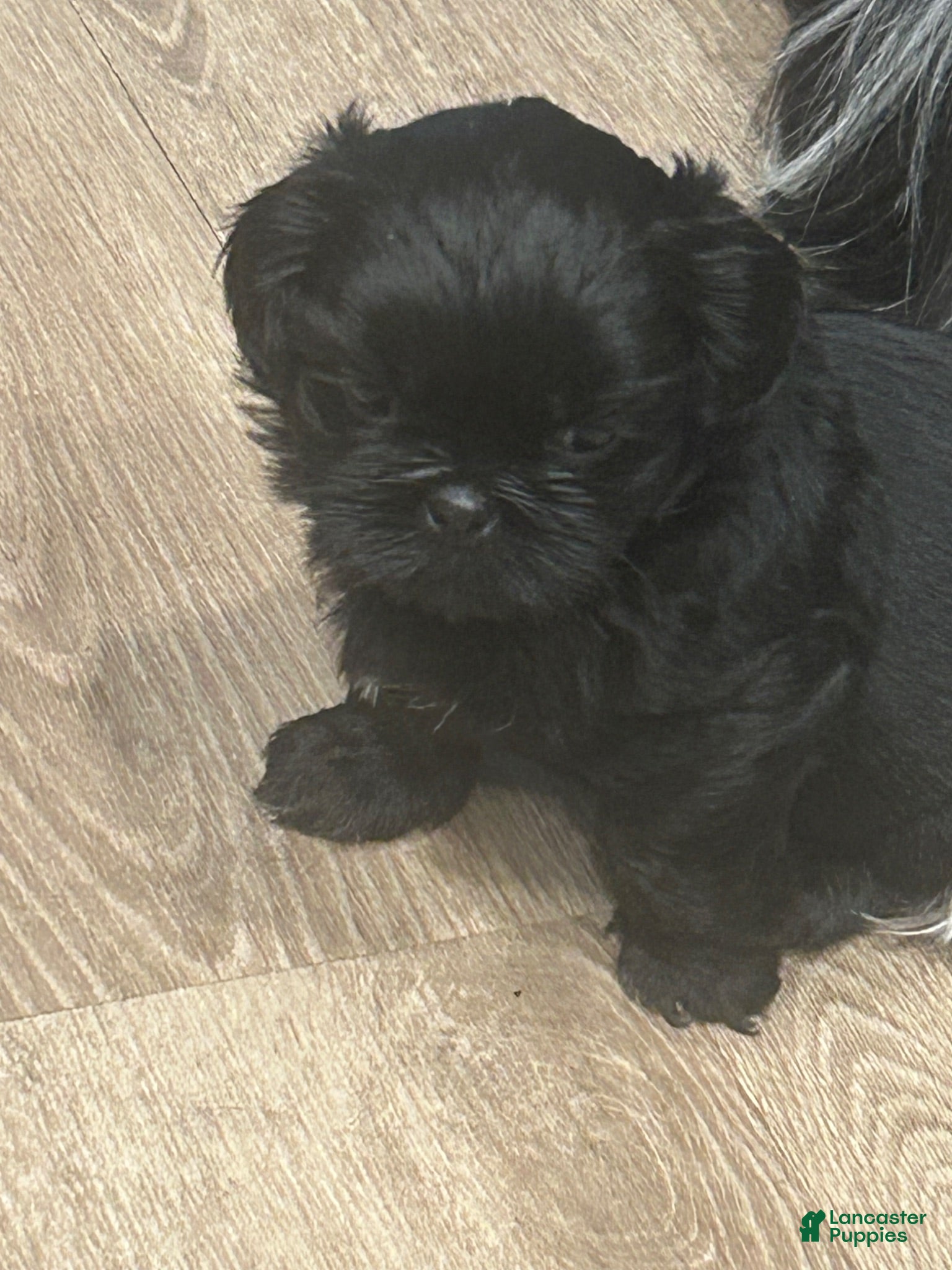 Shih Tzu dogs Shih Tzu 2 - Ad 3