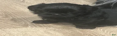 Shih Tzu 2