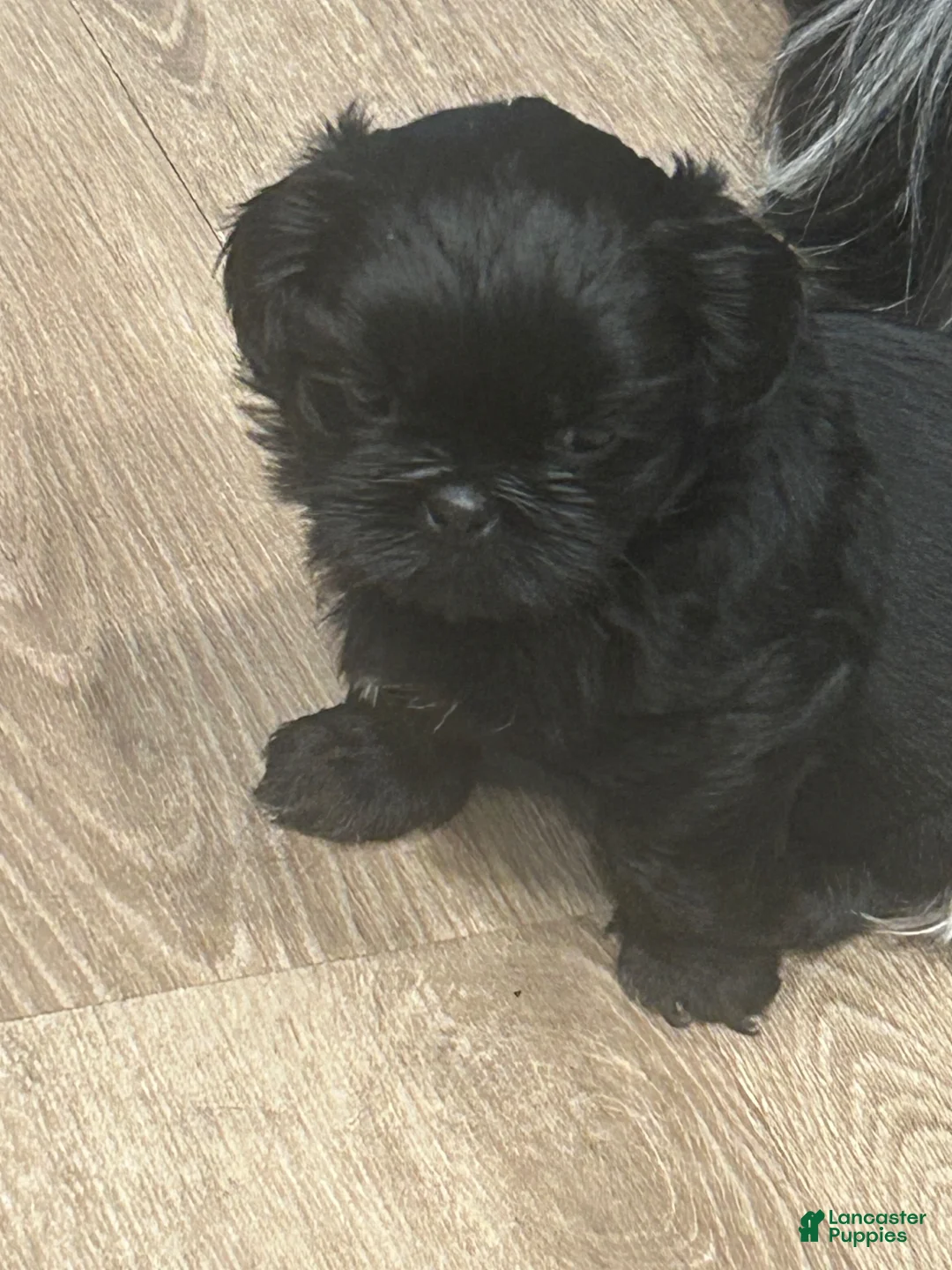 Shih Tzu dogs for sale: Shih Tzu 2 - Ad 1
