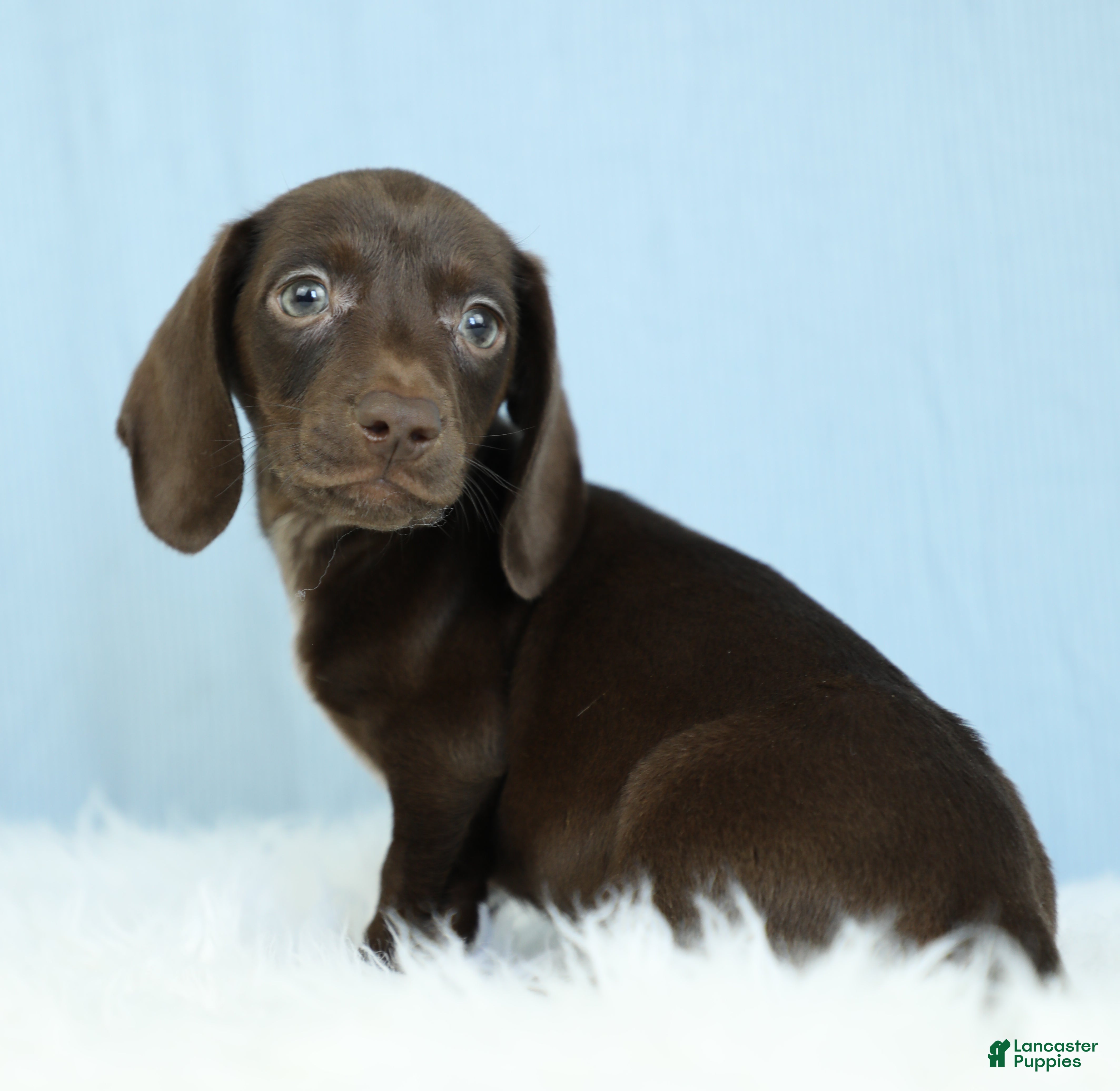 Dachshund dogs Atlas💫 - Ad 2
