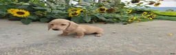 Miniature Dachshund dogs for sale: Harper - Ad 4