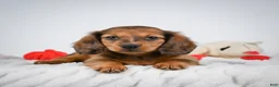 Miniature Dachshund dogs for sale: Ginger - Ad 1