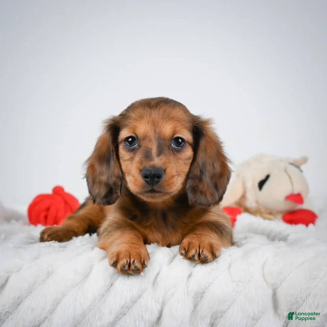 Miniature Dachshund dogs for sale: Ginger - Ad 1