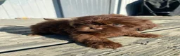 Shih Tzu dogs for sale: Luna - Ad 4