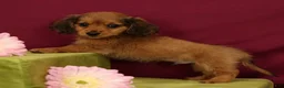 Miniature Dachshund dogs for sale: Sammy - Ad 3